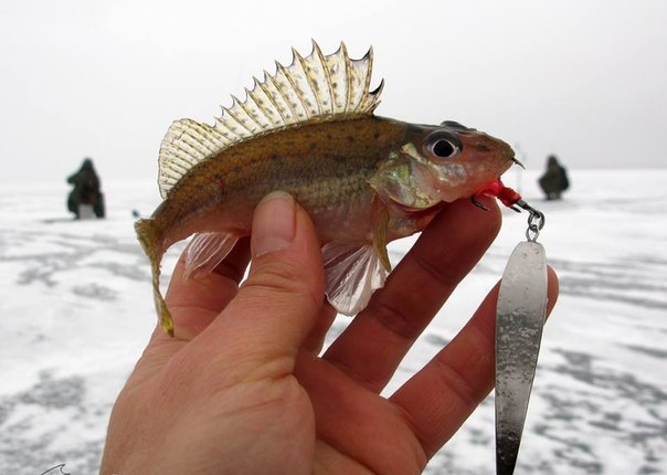 Красивое фото на тему: Зимняя рыбалка № 33