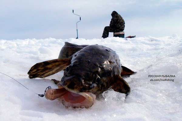 Красивое фото на тему: Зимняя рыбалка № 121