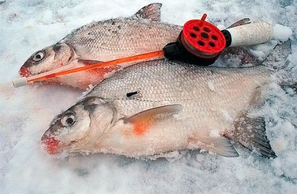 Красивое фото на тему: Зимняя рыбалка № 162