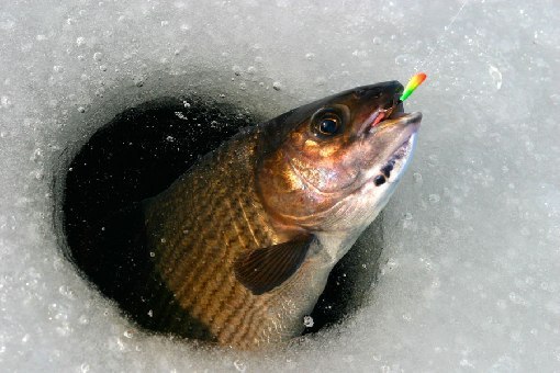 Красивое фото на тему: Зимняя рыбалка № 62
