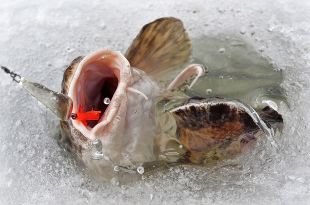 Красивое фото на тему: Зимняя рыбалка № 185