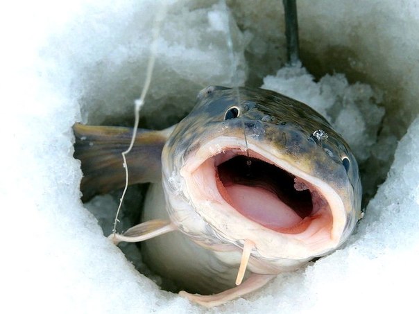Красивое фото на тему: Зимняя рыбалка № 87