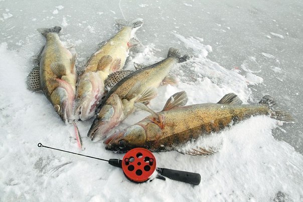Красивое фото на тему: Зимняя рыбалка № 132