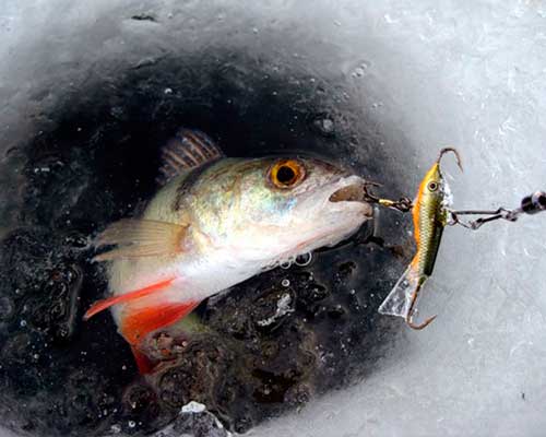Красивое фото на тему: Зимняя рыбалка. Рыболовные снасти и приманки № 01