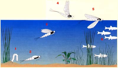 Рис.7. Водные обитатели - прототипы искусственных мушек: 1 - личинка; 2 - нимфа; 3 - поднимающаяся нимфа; 4 - взрослое насекомое; 5 - отмирающее насекомое; 6 - мальки.